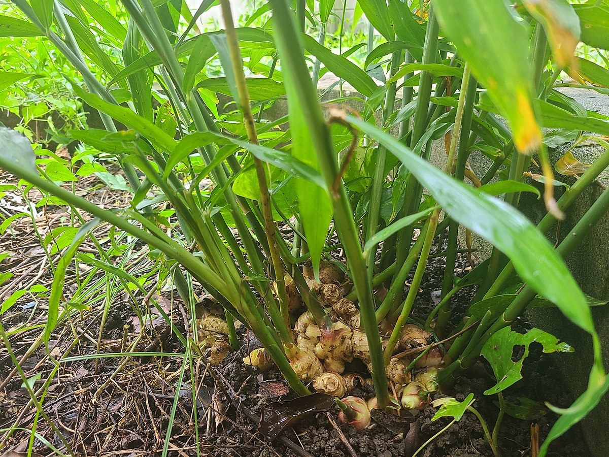 cách dùng gừng trị đầy bụng khó tiêu