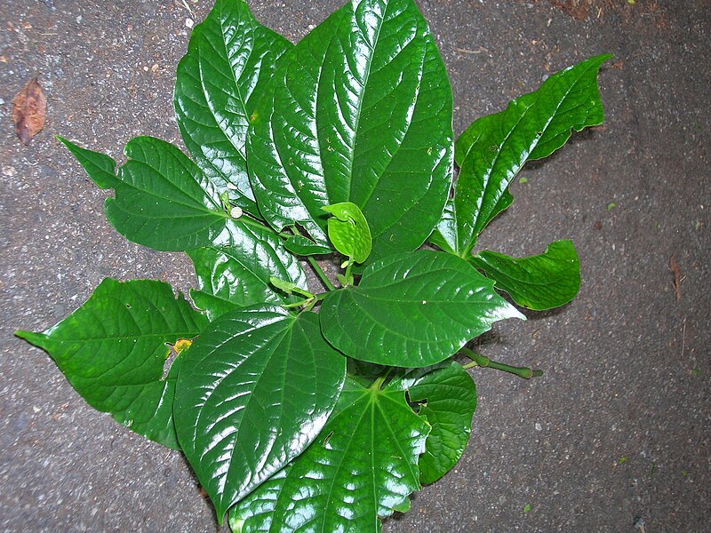 cách dùng lá lốt chữa đau bụng